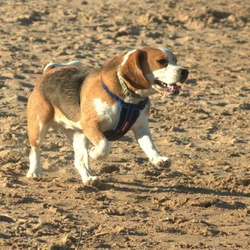 Bailey
