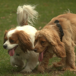 Toby & Teddy