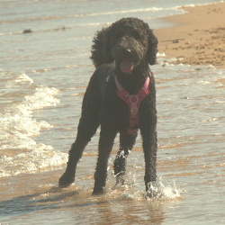Lola