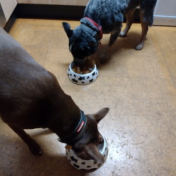 Christmas at The Dog House