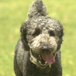 Lola