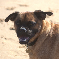 Buddy