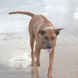 Asha