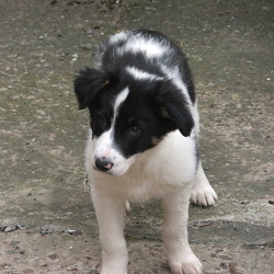 Billy