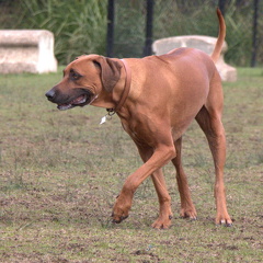 IMG 0960