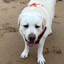 Toby