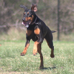 Harlow