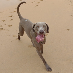 Winston
