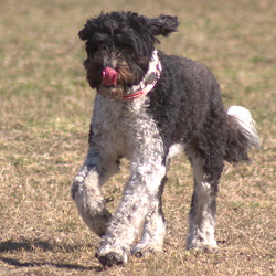 Stella