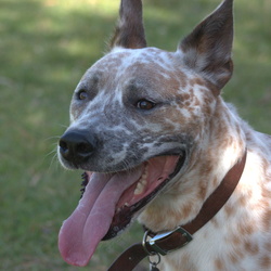 Murphy