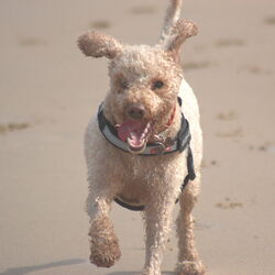 Buster
